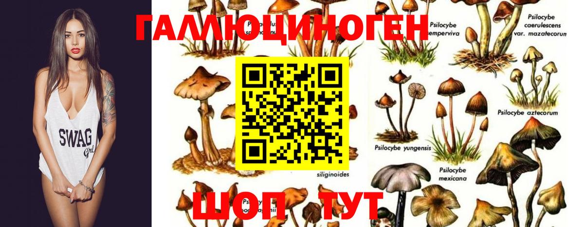 Галлюциногенные грибы Psilocybe  сколько стоит  Вход с VPN  Комсомольск-на-Амуре  Псилоцибиновые грибы Psilocybine cubensis 
